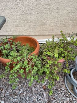 2 Rooted Elephant Bush Plants