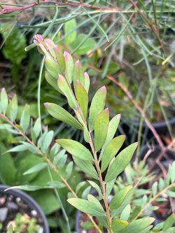 Acacia prominens plants ‘Golden Rain Wattle’