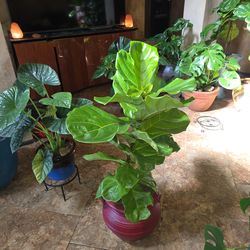 3.5ft Tall Fiddle Leaf Fig Plant In 12 red Terracotta Pot
