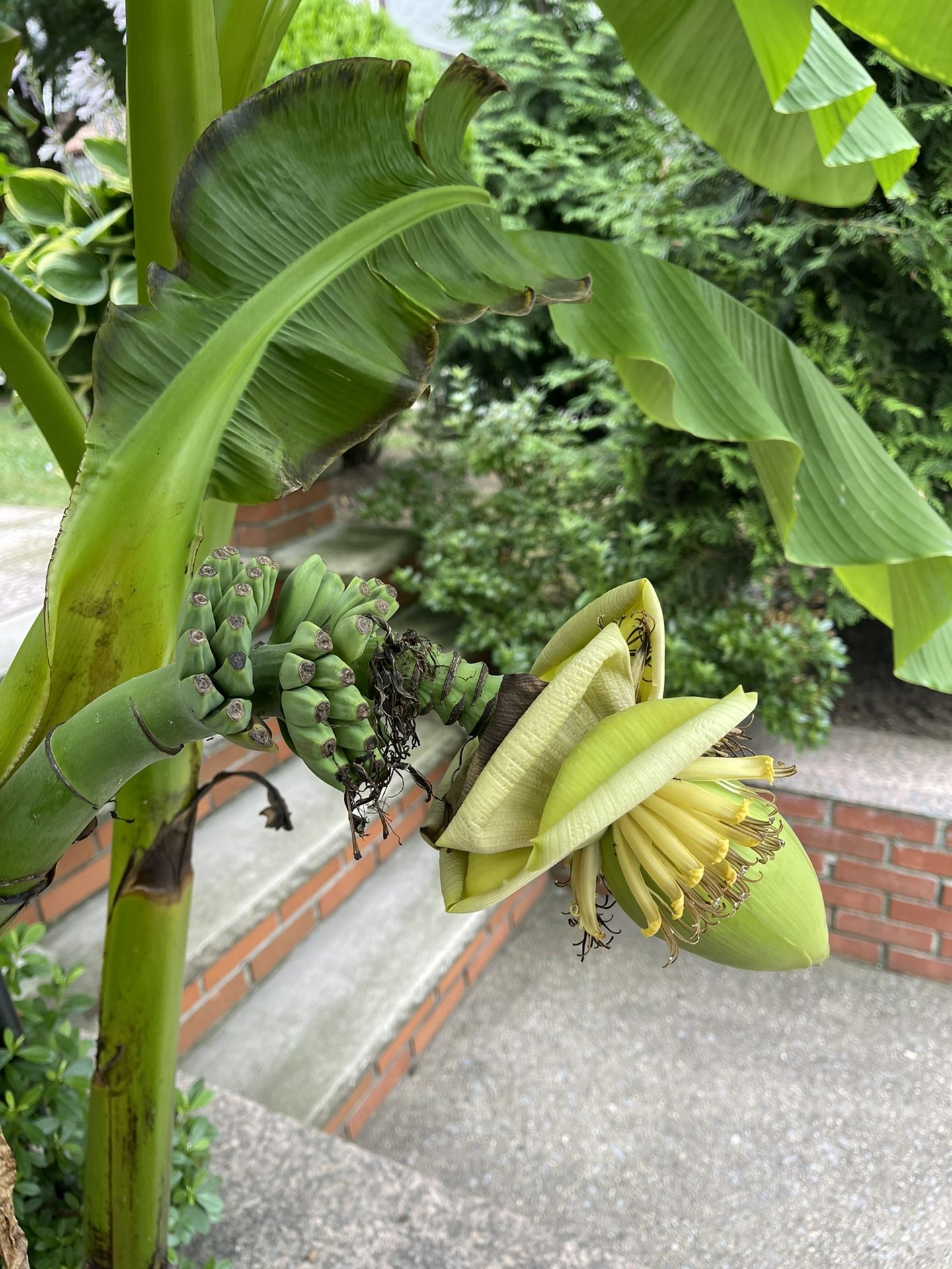 Banana Tree