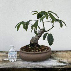 Bonsai Silk Floss Ceiba Tree 