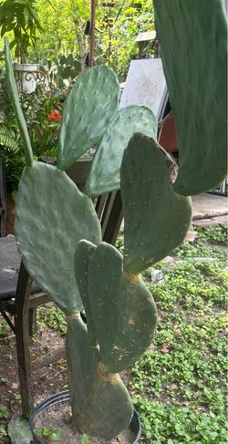 Plants