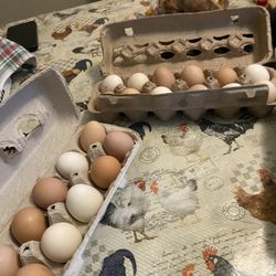 Organic Chicken Eggs 