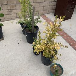 Pomegranate Tree 