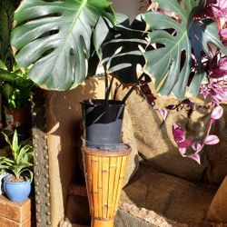 Monstera Deliciosa 