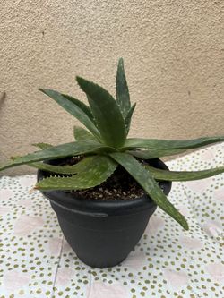 Aloe Vera Plant/Savila