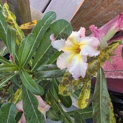 Desert Roses For Sale 