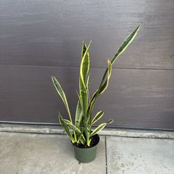 2ft Sanseveria Laurentia Houseplant