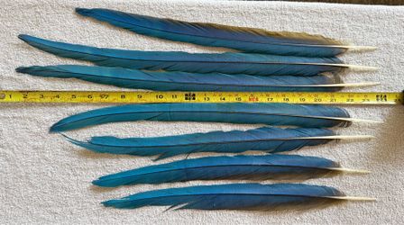 Macaw feathers