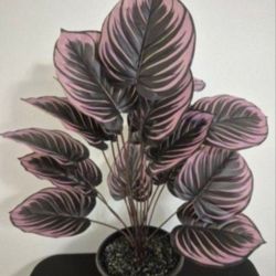 *** CLEARANCE *** Colorful Faux Monstera Plant in 9" Resin Planter Topped with Labradorite Stones @ Lasting Creations