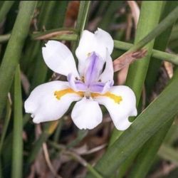 6 Inch Pot Perennial Plant - Iris Rhizomes - White Flowers - Rooted & Established - Beautiful Color 🪴- Drought Resistant