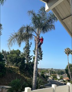 Palm & tree guys
