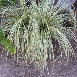 Grass 1gal Plant 