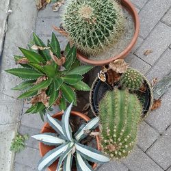 Cactus 