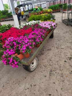 Sunpatien flower