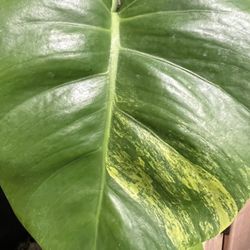 Reduced…Monstera Aurea Plant One Leaf Cutting W/aerial Root