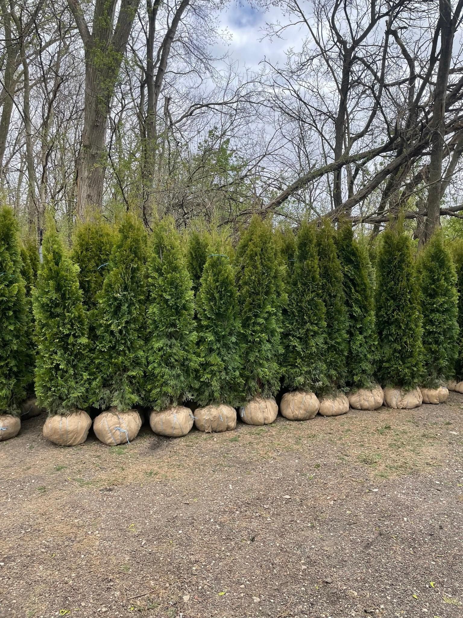 Privacy Tree Sale FREE DELIVERY! Emerald Green & Green Giants