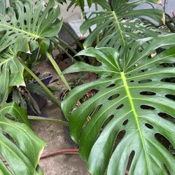 Misters Deliciosa Gigante 