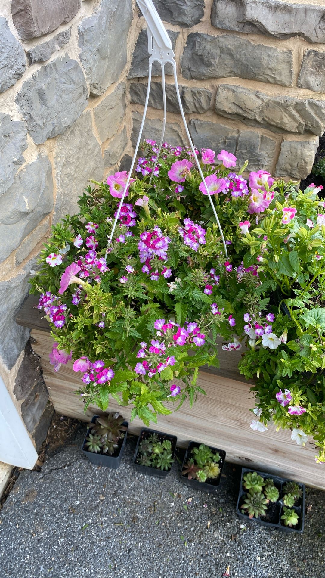 Various Hanging Baskets / Baskets