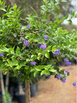 Duranta 15 Gal