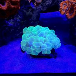 Fake Saltwater Coral Decorations
