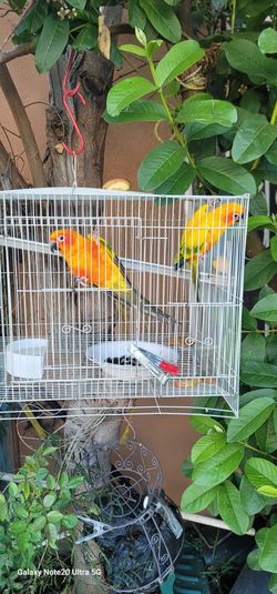 2 perikitos