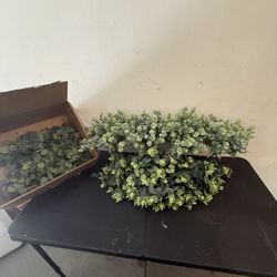 Assorted Eucalyptus