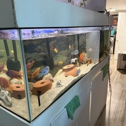 129 Gallon Fhis Tank &fhis