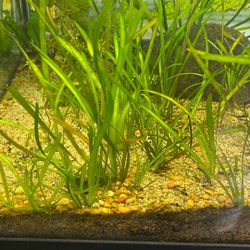 Aquatic Plant