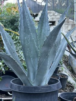 Agave 