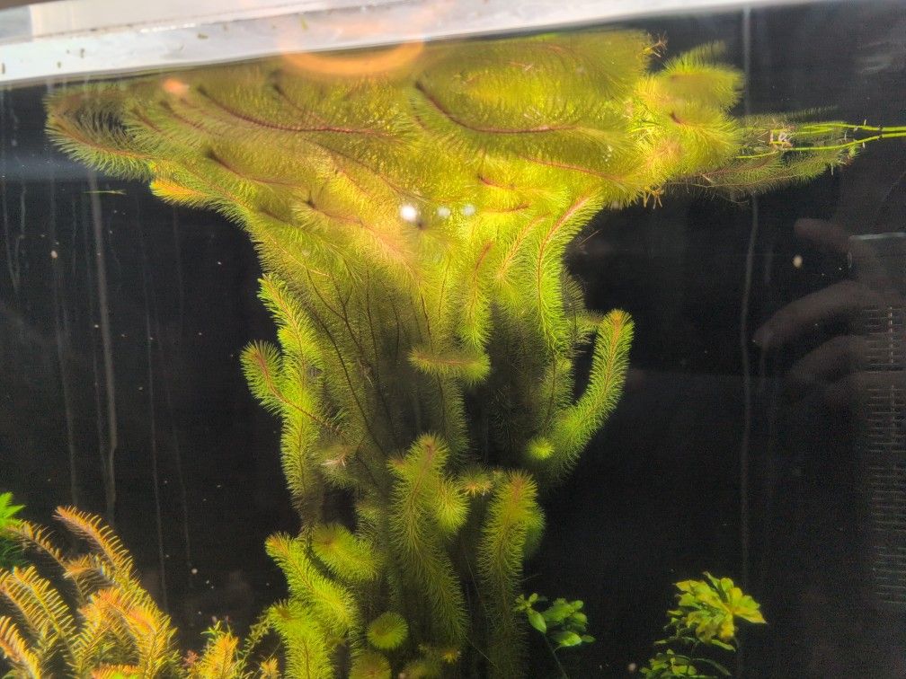Rotala Whiliichi