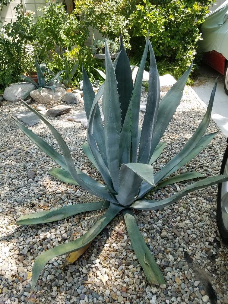 AGAVE