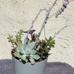 Succulents Plant ..