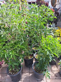 Plantas