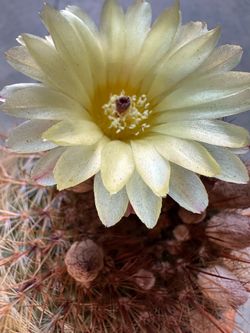Cactus