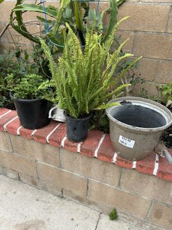 Una Planta De Elecho 