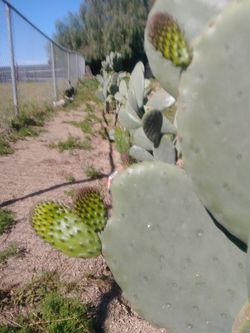 Nopales para la cuaresma