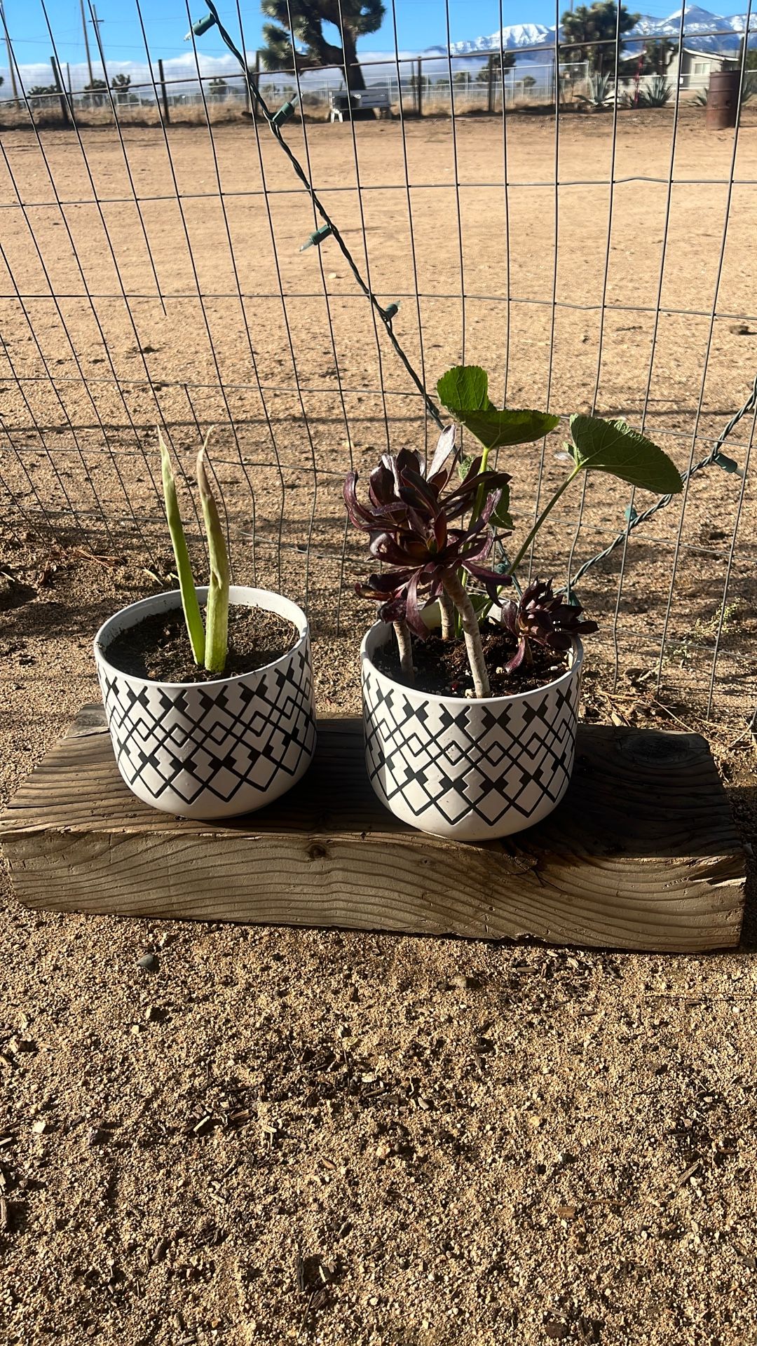 Pair Of Succulent Plants