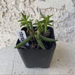 2 Inch Pot Succulent Plant - Crassula Tetragona - Karkai - Rooted & Established Plant - Drought Resistant 🪴 Perfect Baby & Wedding Shower Favors