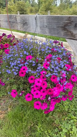 Hanging Baskets Special!!!