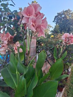 Beautiful canna Lilies