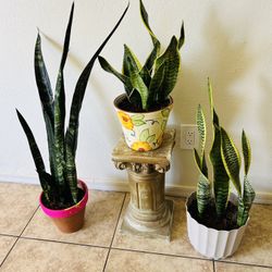 Plants For Sake 20 Each 