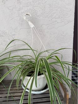 Spider plant
