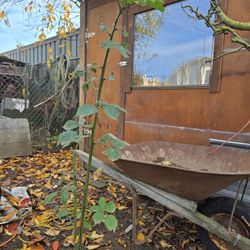 Torneless BlackBerry