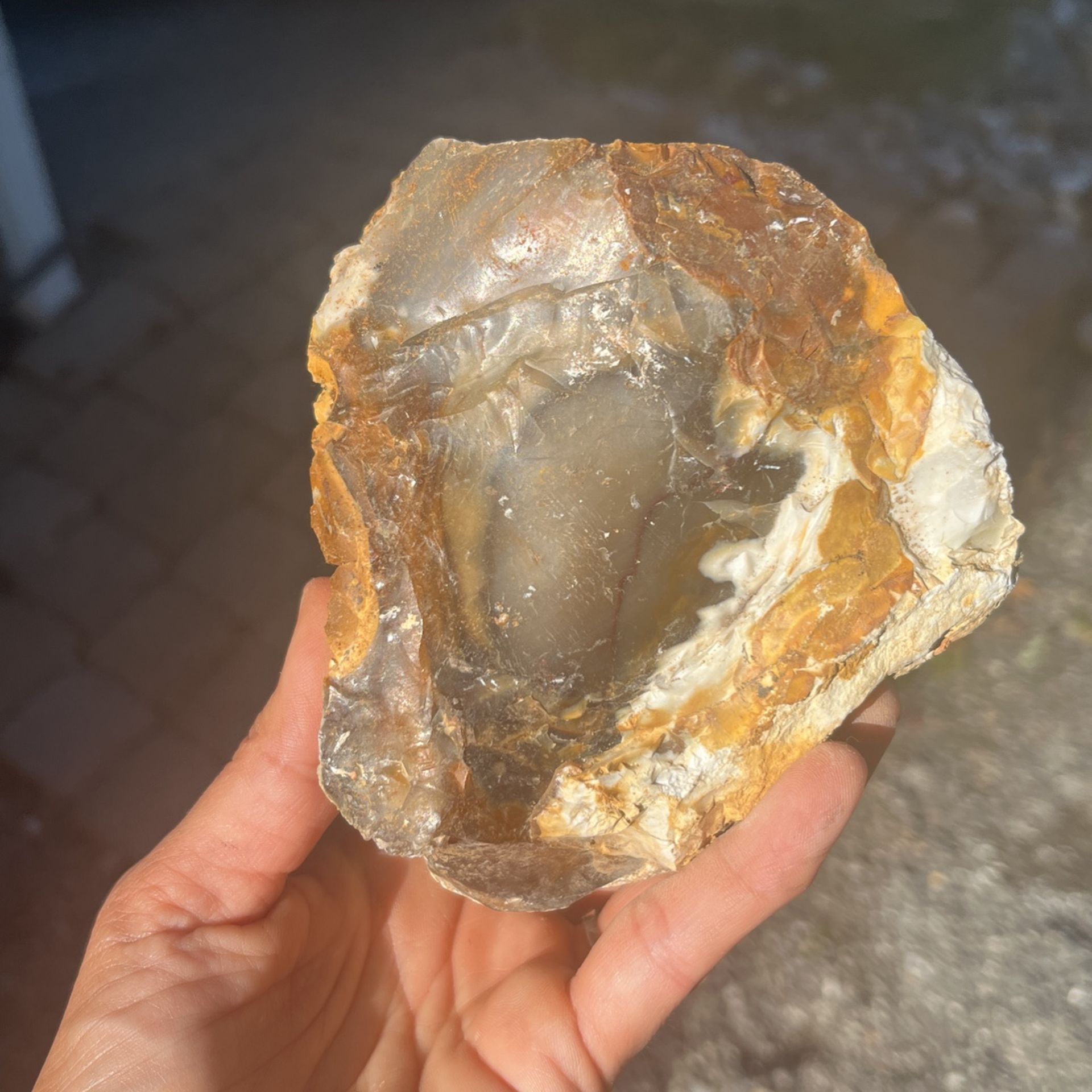 Opalized/Agatized Petrified Wood