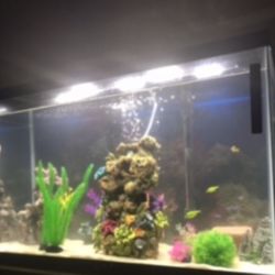 29 Gallon Fish Tank