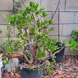32 Inches Tall Crassula Ovata 'Gollum' Jade Plant