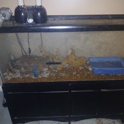 Ball Python "Tank"
