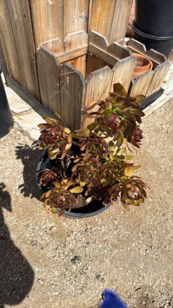 Aeonium Plum Purdy Succulent low maintenance
