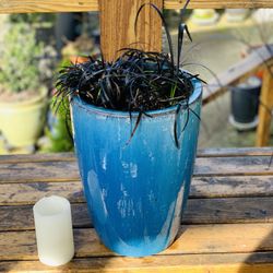 Live outdoor Black Mondo grass in a Le Beau ceramic planter pot—firm price